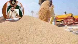 बढ़ गई गेहूं की सब्सिडी! नायब सैनी सरकार ने किसानों को दिया बड़ा तोहफा, अब गेहूं पर मिलेगी इतनी सब्सिडी