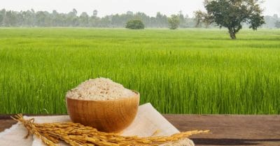 वजन घटाने के लिए ये चावल है बेस्ट, जिनके बारे में नहीं जानते होंगे अधिकतर लोग