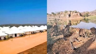 MP में पर्यटकों के लिए टेंट सिटी, साहसिक गतिविधियों का रोमांच, शुरू होने जा रहा गांधीसागर और कूनो फॉरेस्ट रिट्रीट