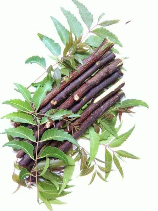 टूथब्रश भूलें दांतों को दातुन से साफ करें पीलापन घटेगा और आयुर्वेदिक लाभ मिलेंगे