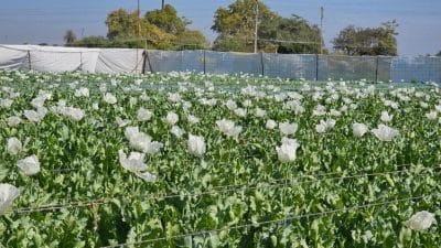 मोदी सरकार ने घोषित की अफीम नीति, अधिसूचना जारी, BJP ने बताया किसान हितैषी, जानें पात्रता और लाइसेंस की शर्तें