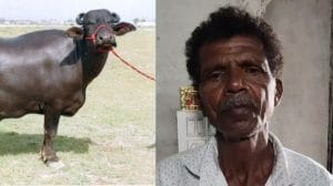 सुवासरा पशु हाट में किसान से 72 हजार की ठगी, भैंस खरीदकर पैसे दिए बिना व्यापारी बनकर आया ठग फरार