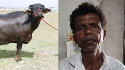 सुवासरा पशु हाट में किसान से 72 हजार की ठगी, भैंस खरीदकर पैसे दिए बिना व्यापारी बनकर आया ठग फरार