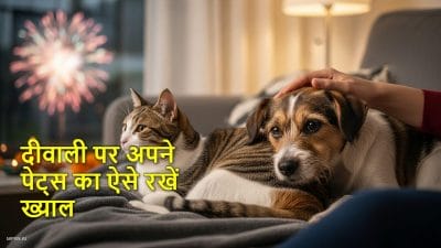 दिवाली पर अपने पेट्स का ऐसे रखें ख्याल, अपनाएं ये आसान टिप्स