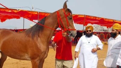 पुष्कर पशु मेले में ‘नगीना’ बनी आकर्षण का केंद्र, कीमत पहुंची एक करोड़ रुपये