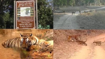 बांधवगढ़ टाइगर रिजर्व में बाघ को देखकर पर्यटक रोमांचित, अब तक पहुंचे 2 हजार से ज्यादा देशी विदेशी सैलानी, 5 अक्टूबर तक बुकिंग फुल