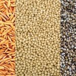 paddy, jowar and millet