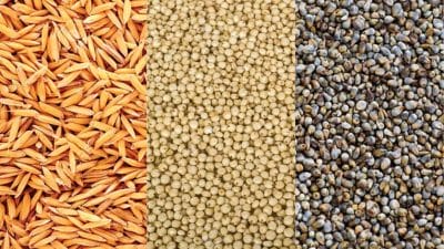 किसानों के लिए जरूरी खबर, MSP पर ज्वार एवं बाजरा का उपार्जन 24 नवंबर से, धान का 1 दिसंबर से होगा, कलेक्टर्स को निर्देश जारी