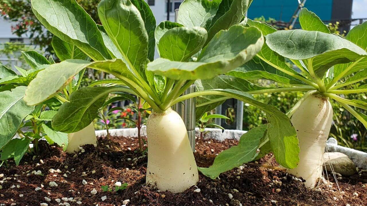 Radish Plant