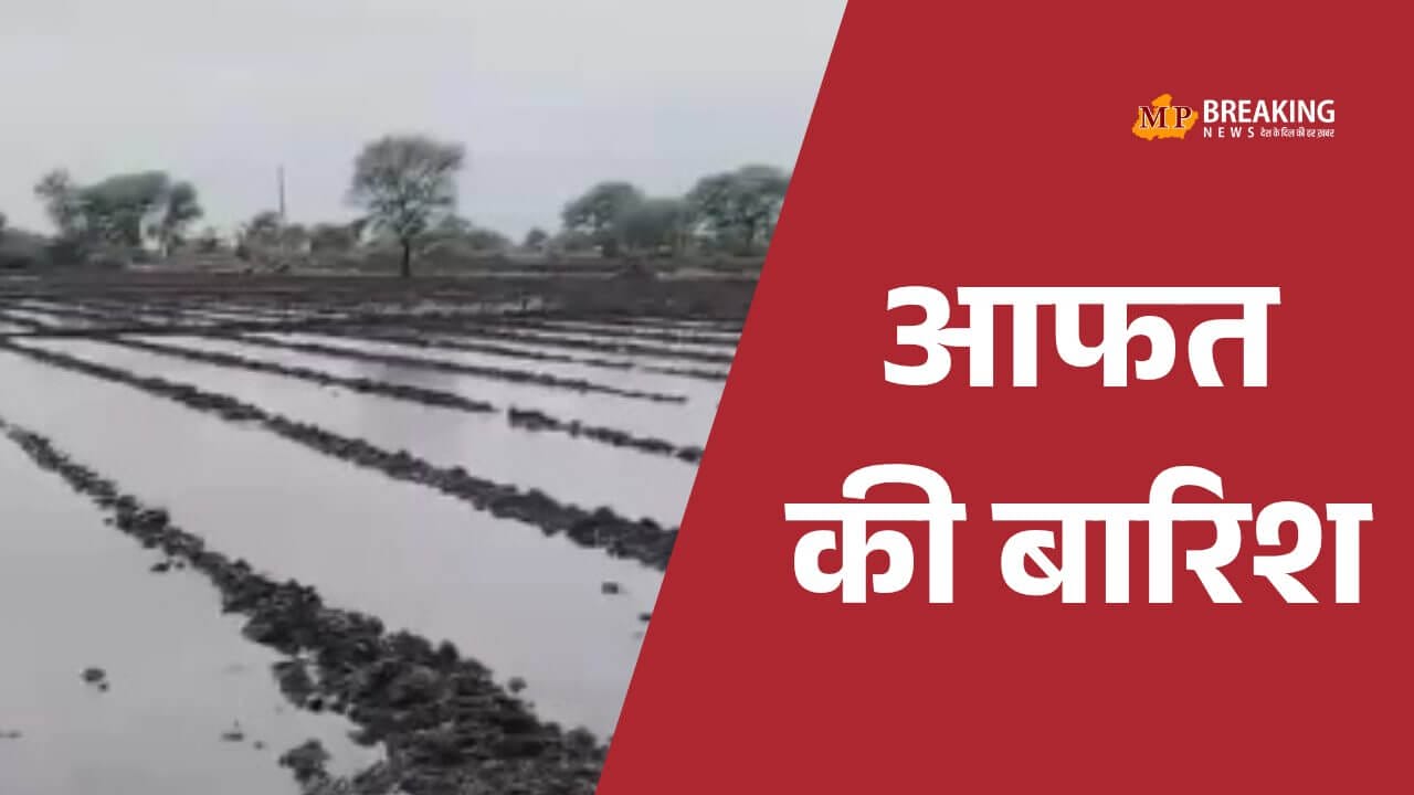 नीमच में बेमौसम बारिश का कहर, अफीम की फसल पर गलने का खतरा, गेहूं-मसूर के बीज सड़ने की आशंका