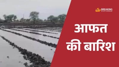 नीमच में बेमौसम बारिश का कहर, अफीम की फसल पर गलने का खतरा, गेहूं-मसूर के बीज सड़ने की आशंका