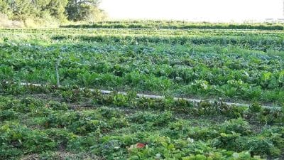 चित्तौड़गढ़: किसानों को मिलेगा अपना जैविक ब्रांड, कृषि विभाग की नई पहल से बदलेगी खेती की दिशा