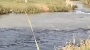 रिलायंस-NCL का कोयला-युक्त काला पानी जीवनदायनी काचन नदी में, 30 गांवों के लोगों के स्वास्थ्य पर खतरा