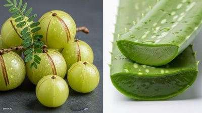 हर कोई पूछ रहा है, “बाल झड़ना कैसे रोकें?” जवाब यहां है, आंवला-एलोवेरा का ये सीक्रेट बनाएगा बालों को मजबूत और घना