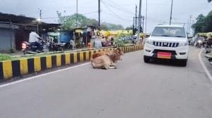 कृत्रिम गर्भाधान के टारगेट का विरोध, कर्मचारियों ने पशु पालन विभाग के अधिकारियों पर लगाये दबाव बनाने के आरोप