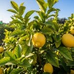 Lemon Plants