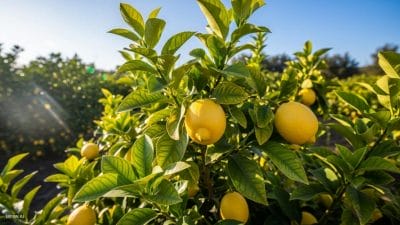 नींबू के पेड़ में फूल नहीं लग रहे? बस ये चीज़ डालते ही लटकेंगे ढेरों नींबू