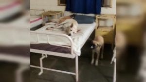 खंडवा: सरकारी अस्पताल में मरीजों के बेड पर सोए मिले कुत्ते, तस्वीरें वायरल होने पर कलेक्टर ने दिए जांच के आदेश