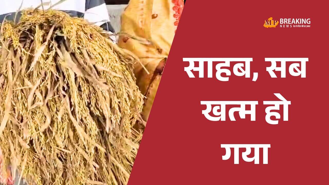 Singrauli बर्बाद धान लेकर कलेक्ट्रेट पहुंचीं महिला सरपंच, अधिकारियों से बोलीं- 'साहब, सब खत्म हो गया'