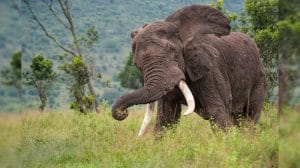 रिज़र्व फोरेस्ट के शार्टकट ने ली जान, थानो रेंज में हाथी ने स्कूटी सवार परिवार को बनाया निशाना, 12 वर्षीय बच्चे की पटककर हत्या