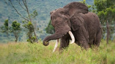 रिज़र्व फोरेस्ट के शार्टकट ने ली जान, थानो रेंज में हाथी ने स्कूटी सवार परिवार को बनाया निशाना, 12 वर्षीय बच्चे की पटककर हत्या