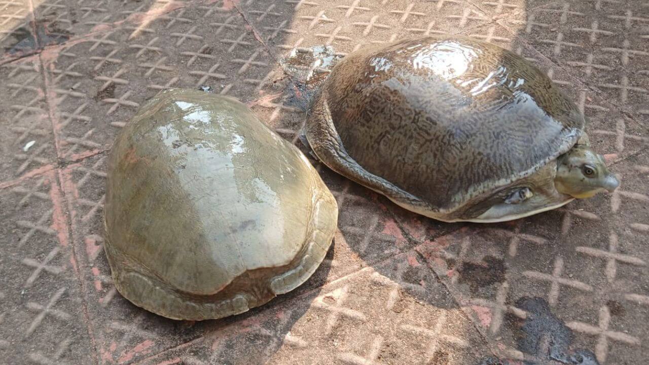 कछुए से घर में धनवर्षा! स्कॉर्पियो से जा रहे 9 लोग गिरफ्तार, पढ़ें क्या है पूरा मामला