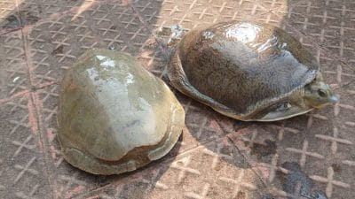 कछुए से घर में धनवर्षा! स्कॉर्पियो से जा रहे 9 लोग गिरफ्तार, पढ़ें क्या है पूरा मामला