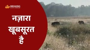 भालुओं के पूरे कुनबे ने बढ़ाई बांधवगढ़ की शोभा, माता पिता संग दो शावकों को देख रोमांचित हुए पर्यटक