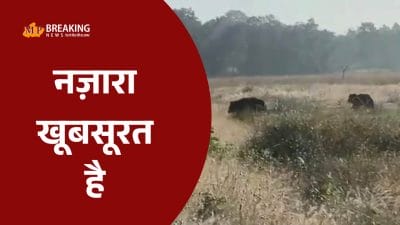 भालुओं के पूरे कुनबे ने बढ़ाई बांधवगढ़ की शोभा, माता पिता संग दो शावकों को देख रोमांचित हुए पर्यटक