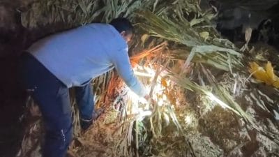 नीमच: हनुमंतिया गांव में घर में घुसा विशालकाय अजगर, वन विभाग ने रेस्क्यू कर जंगल में छोड़ा