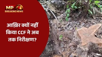 छिपीखापा सागौन कटाई: CCF अशोक कुमार के निरीक्षण न करने पर उठे गंभीर सवाल, सेवानिवृत्त अधिकारी ने PCCF को लिखा पत्र