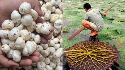 छत्तीसगढ़ को किया गया मखाना बोर्ड में शामिल, किसानों को मिलेगी नई दिशा, दी जाएगी सब्सिडी