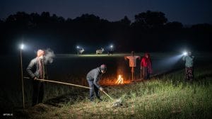 इंदौर में नीलगाय-हिरण का कहर: ठंड में रातभर जागकर फसल बचाने पर मजबूर किसान