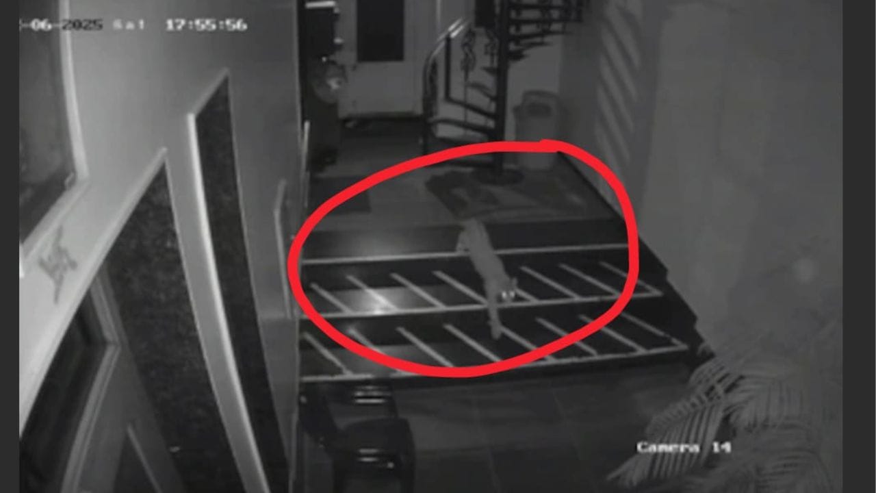 राजधानी जयपुर के रिहायशी क्षेत्रों में तेंदुए का मूवमेंट, लोगों में दहशत, वन विभाग कर रहा सर्चिंग