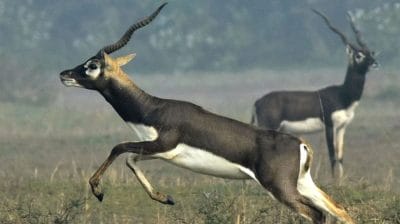 झारखंड के टाटा स्टील जूलॉजिकल पार्क में 6 दिनों में 10 काले हिरणों की मौत, रहस्यमयी बीमारी ने मचाया हड़कंप!