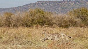 अंतर्राष्ट्रीय चीता दिवस 4 दिसंबर: सीएम डॉ मोहन यादव कूनो नेशनल पार्क में 3 चीतों को बड़े बाड़े से खुले जंगल में छोड़ेंगे