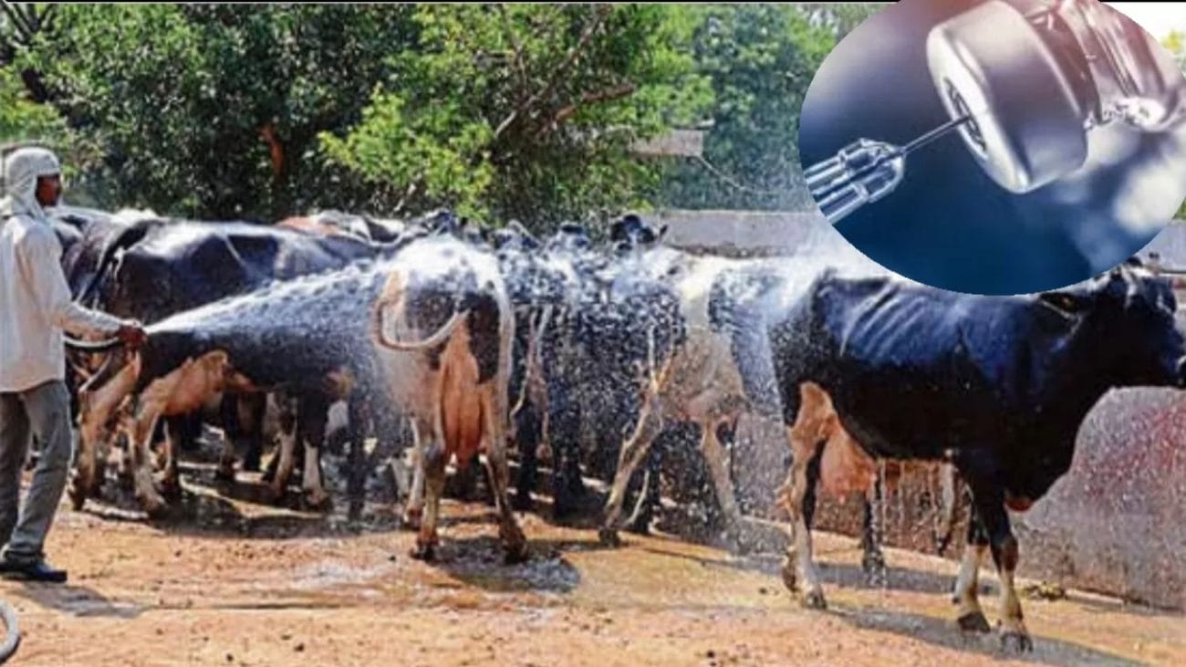 हरियाणा में लंपी वायरस को लेकर एडवाइजरी जारी, यहां जानिए कैसे पशुओं को इस बीमारी से बचा सकते हैं?