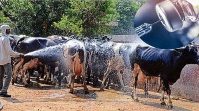 हरियाणा में लंपी वायरस को लेकर एडवाइजरी जारी, यहां जानिए कैसे पशुओं को इस बीमारी से बचा सकते हैं?