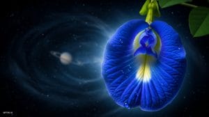 शनिदेव को कौन सा फूल सबसे ज़्यादा पसंद है? शनिवार को ये अर्पित करोगे तो बदलेगी किस्मत