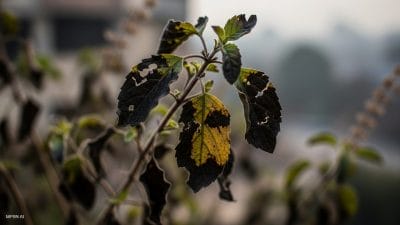 तुलसी काली क्यों पड़ रही है? ठंड नहीं, हवा में छुपा यह साइलेंट दुश्मन कर रहा है नुकसान